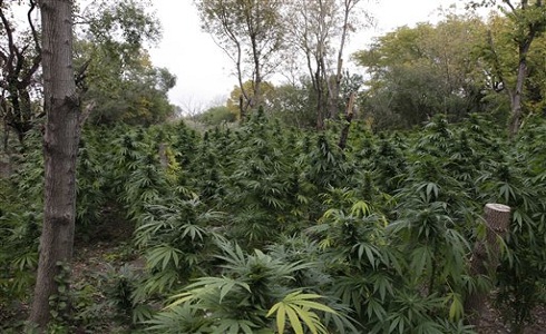 chicago weed
