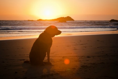 dog-at-sunset.jpg