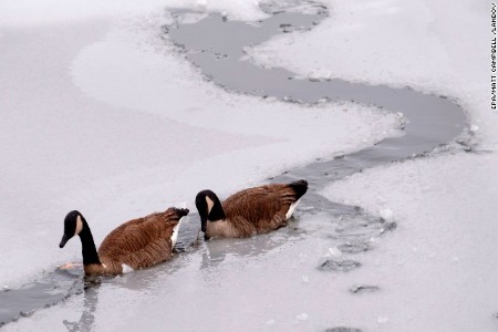 Two geese paddle along the single remaining channel in a frozen pond in Norfolk, Massachusetts, on Sunday, December 15. A fast-moving winter storm dropped about 6 inches of snow on the area during the night before changing to rain in the early morning. A winter storm covered much of the Northeast, leaving a foot of snow on parts of New England.