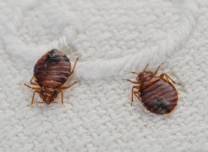 bedbugs