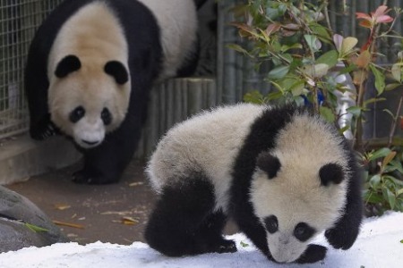 pandas at zoo