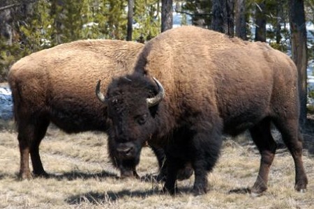 bison(1)