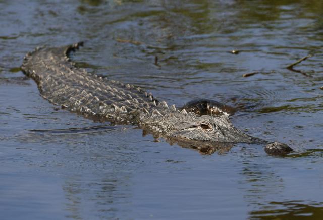 Officials say the alligator could have been any length from 4 to 7 feet long