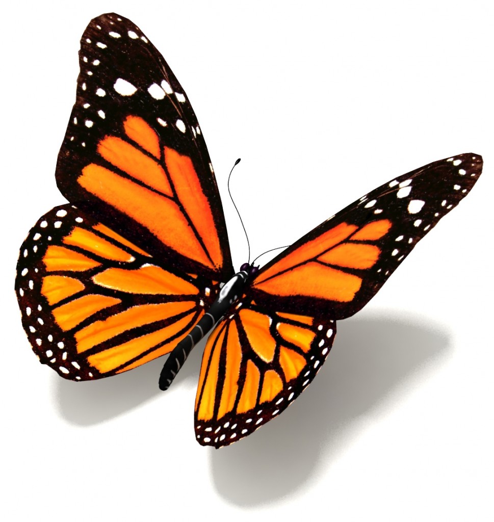 BUTTERFLY-ORANGE-969x1024