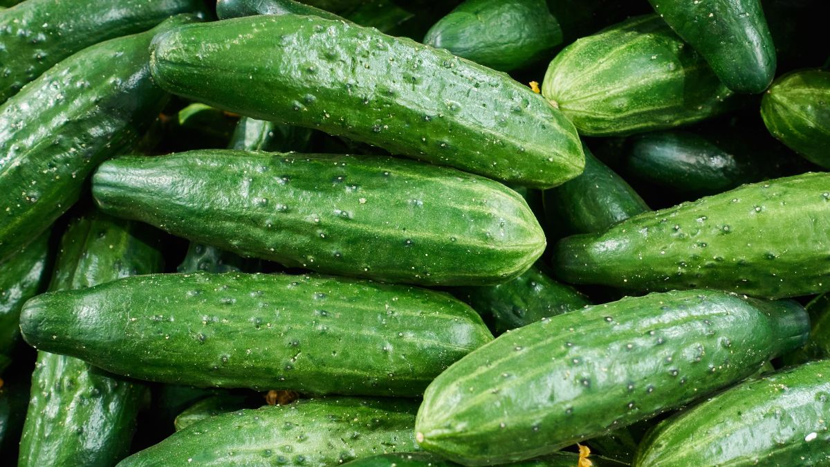 Cucumber harvest