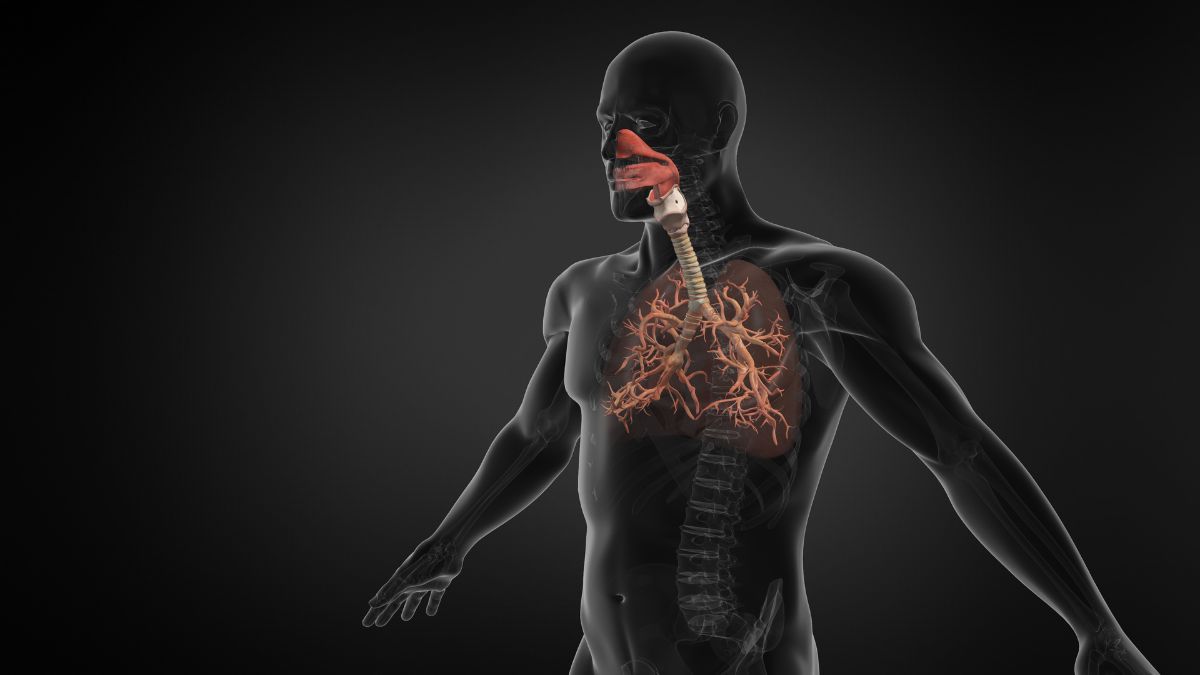 Human Lung Respiratory System With Trachea.